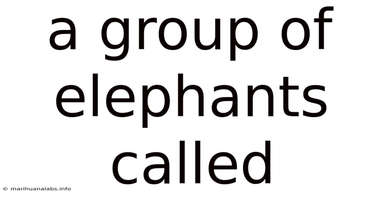 A Group Of Elephants Called