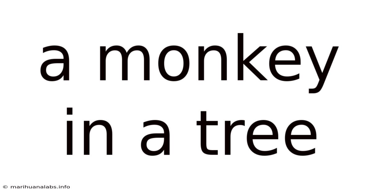 A Monkey In A Tree
