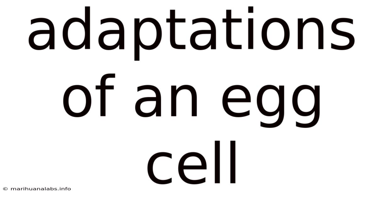 Adaptations Of An Egg Cell