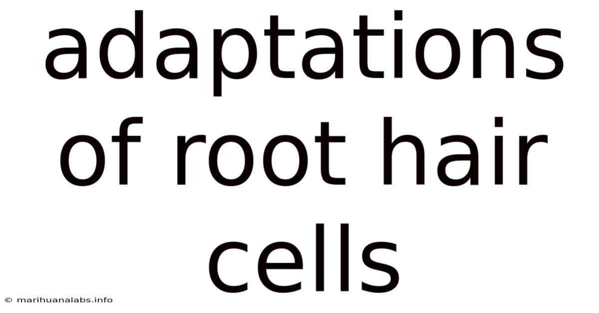 Adaptations Of Root Hair Cells