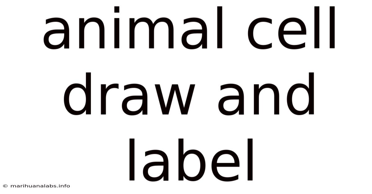 Animal Cell Draw And Label