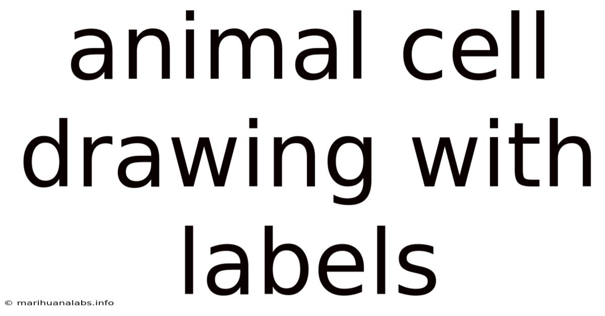 Animal Cell Drawing With Labels