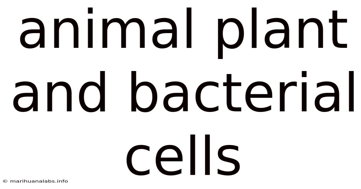 Animal Plant And Bacterial Cells