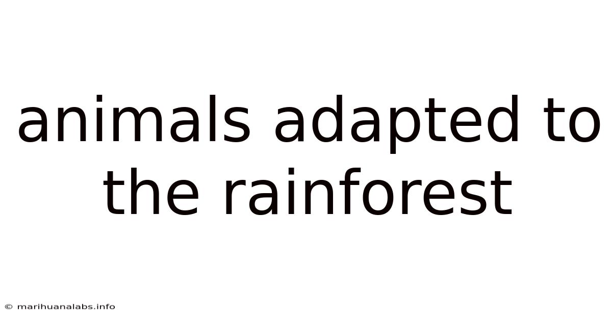 Animals Adapted To The Rainforest