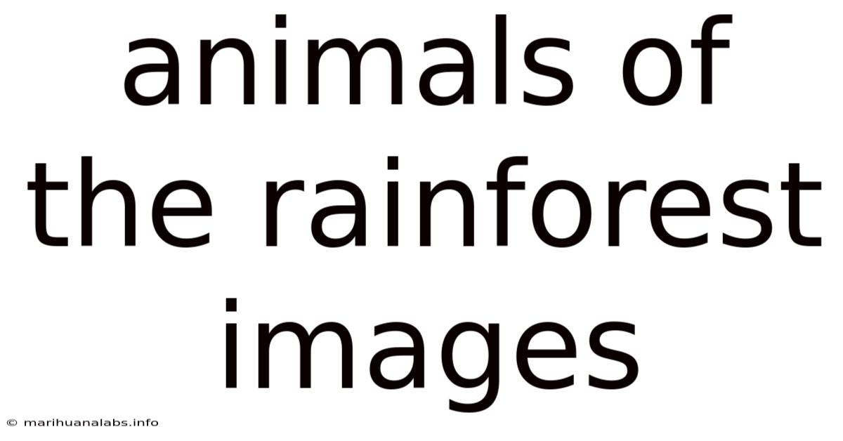 Animals Of The Rainforest Images