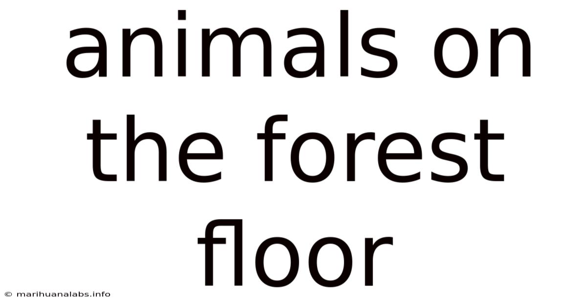 Animals On The Forest Floor