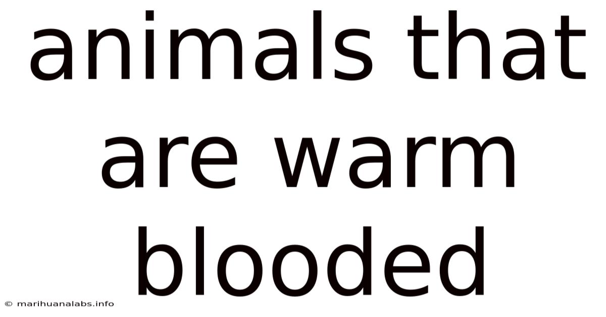 Animals That Are Warm Blooded