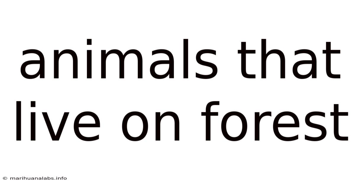 Animals That Live On Forest
