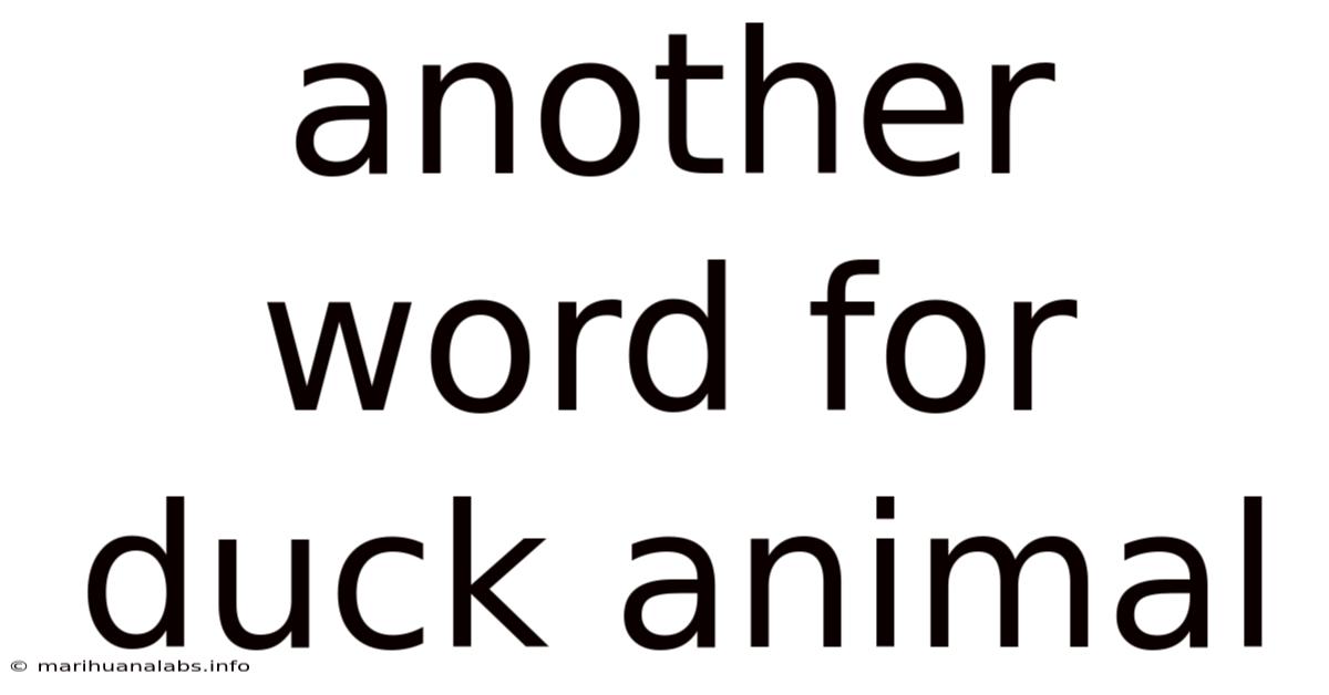 Another Word For Duck Animal