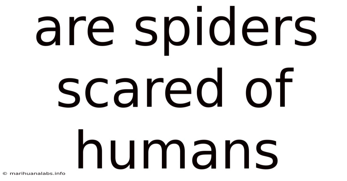 Are Spiders Scared Of Humans