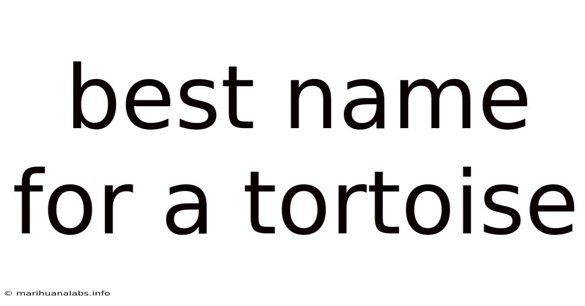 Best Name For A Tortoise