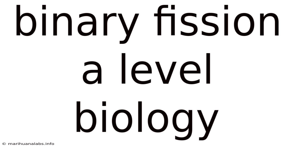 Binary Fission A Level Biology