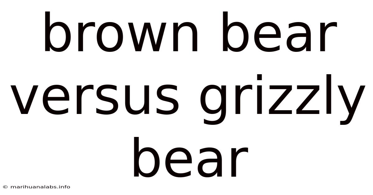 Brown Bear Versus Grizzly Bear