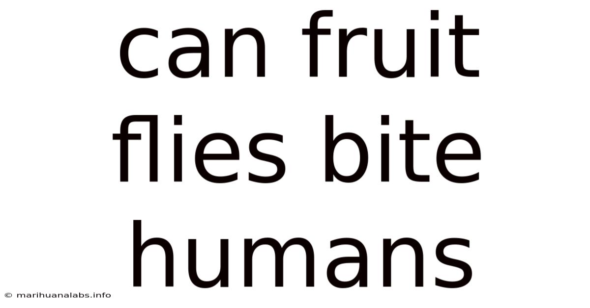 Can Fruit Flies Bite Humans
