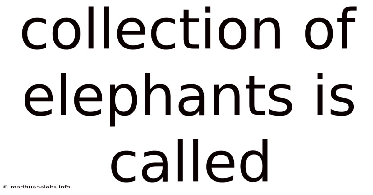 Collection Of Elephants Is Called