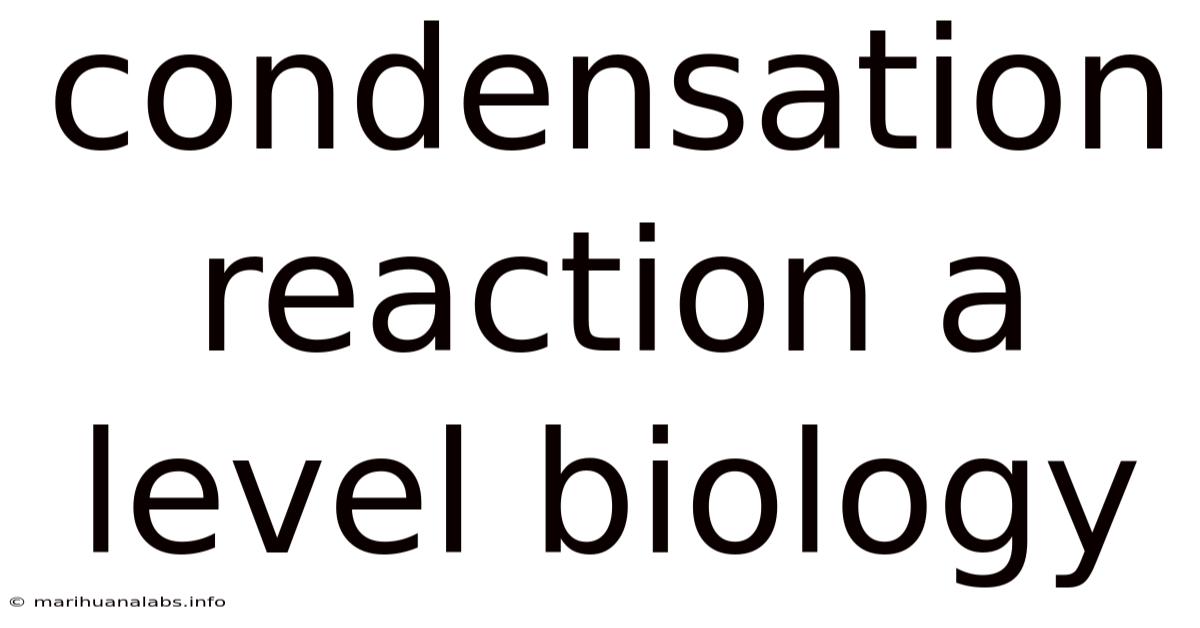 Condensation Reaction A Level Biology