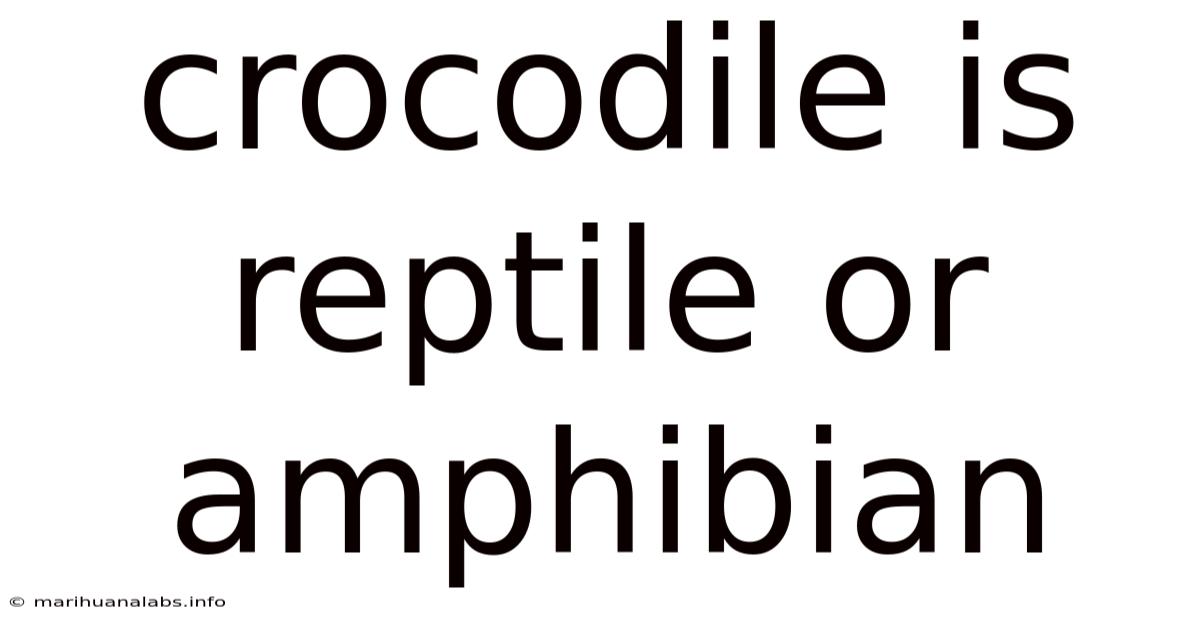 Crocodile Is Reptile Or Amphibian