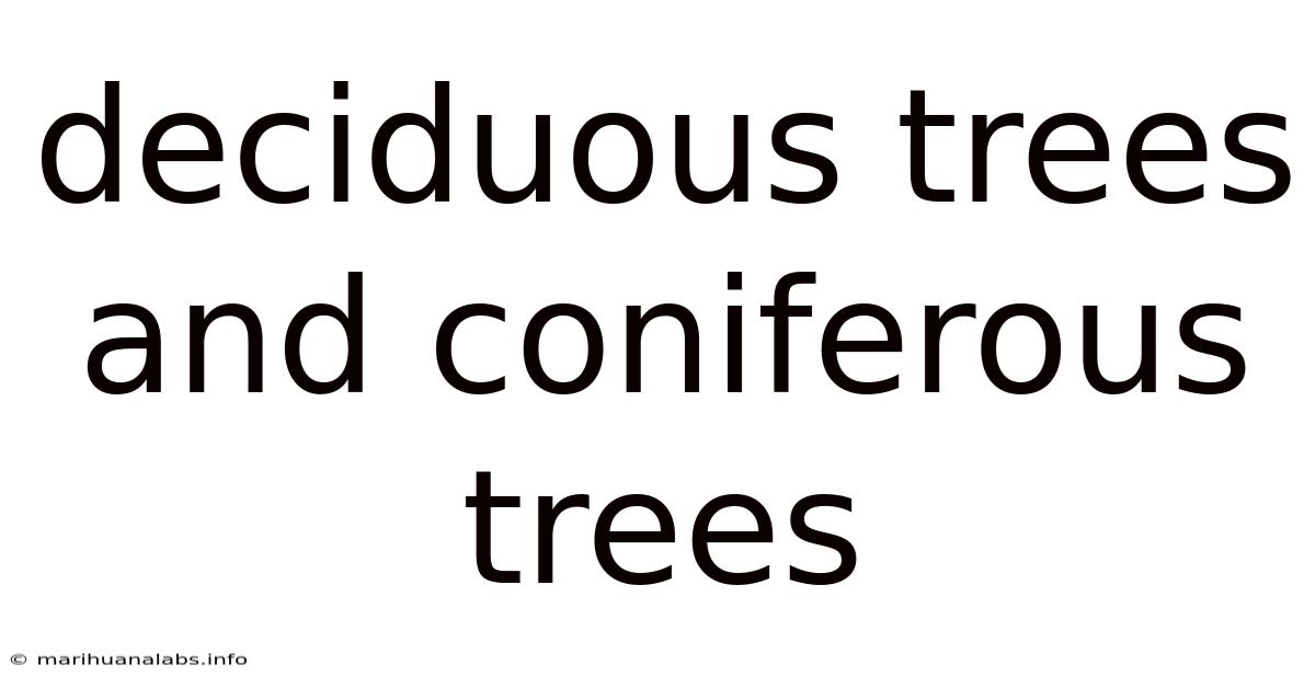 Deciduous Trees And Coniferous Trees