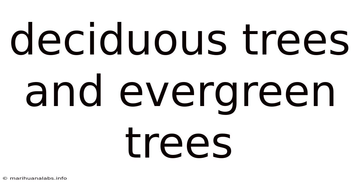 Deciduous Trees And Evergreen Trees