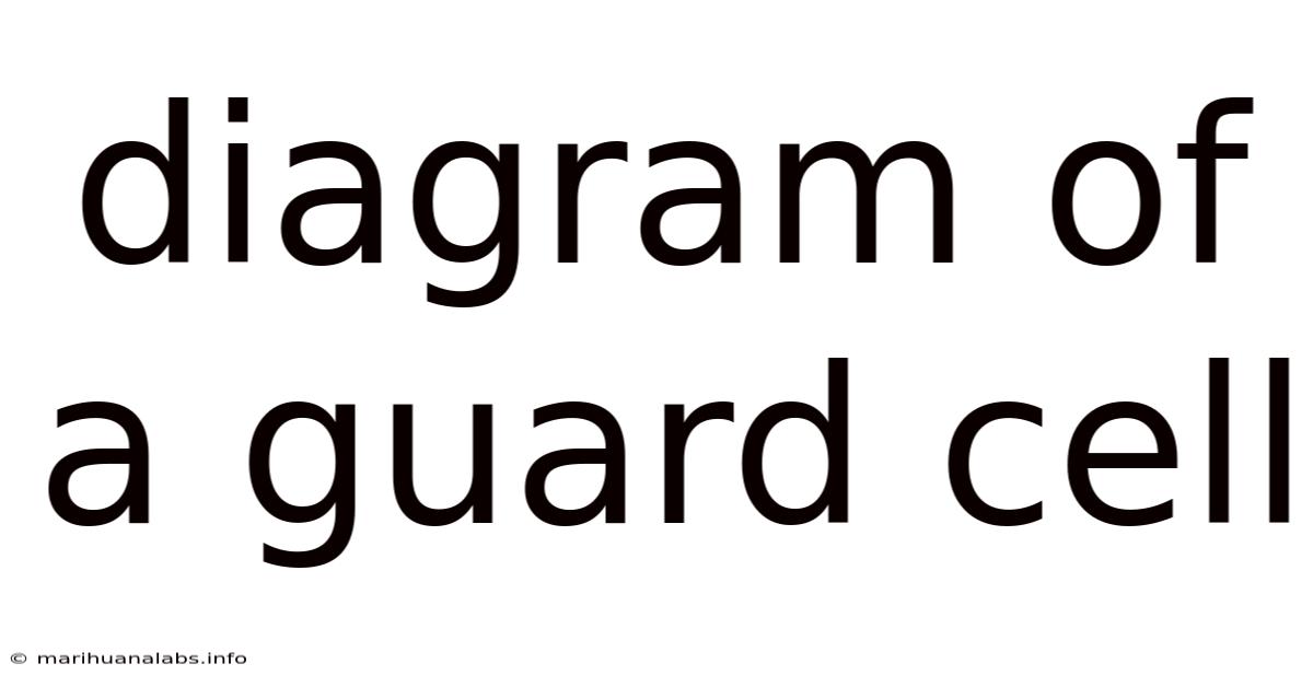 Diagram Of A Guard Cell