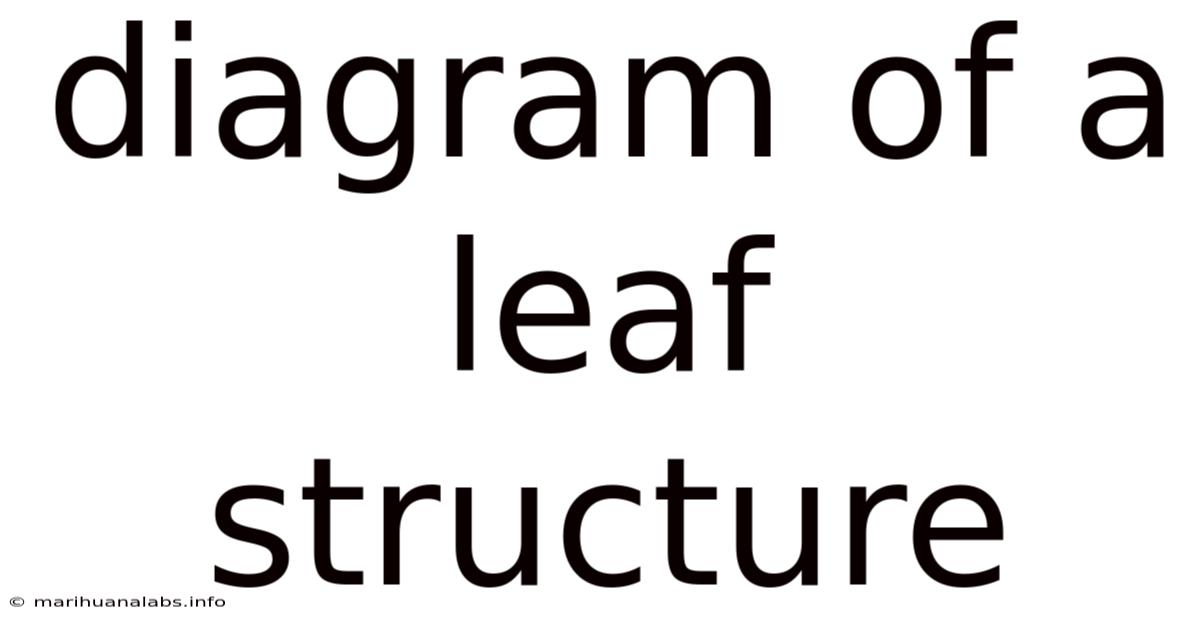 Diagram Of A Leaf Structure
