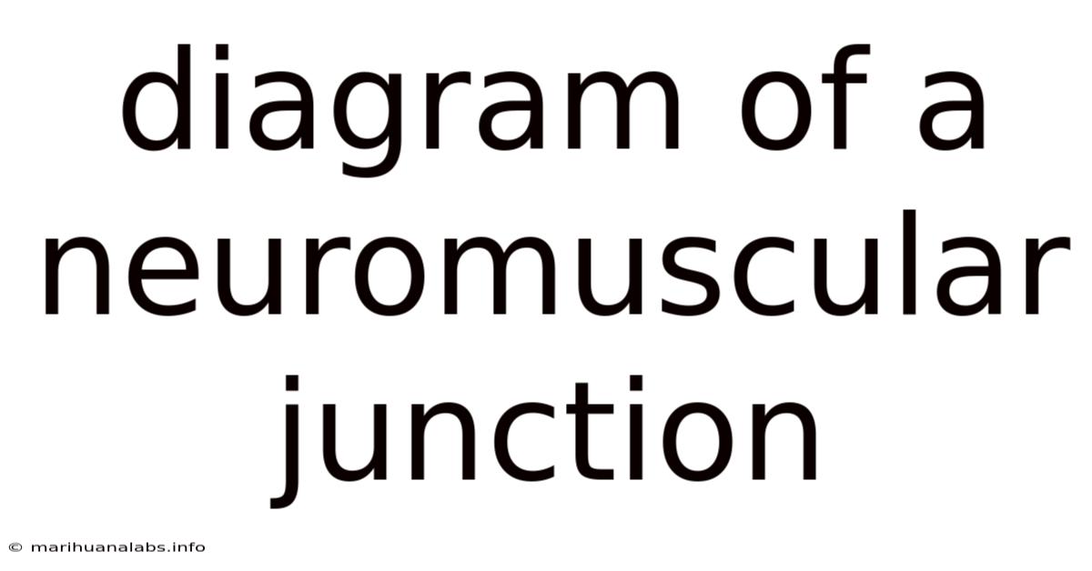 Diagram Of A Neuromuscular Junction