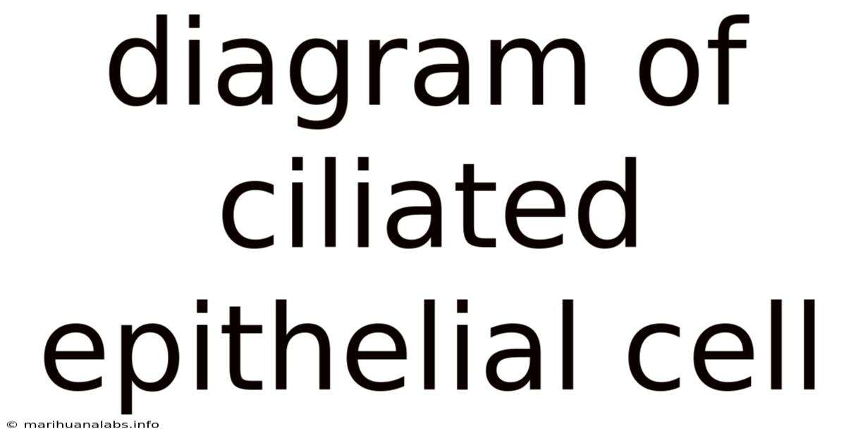 Diagram Of Ciliated Epithelial Cell
