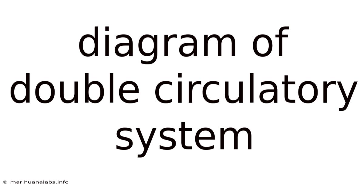 Diagram Of Double Circulatory System