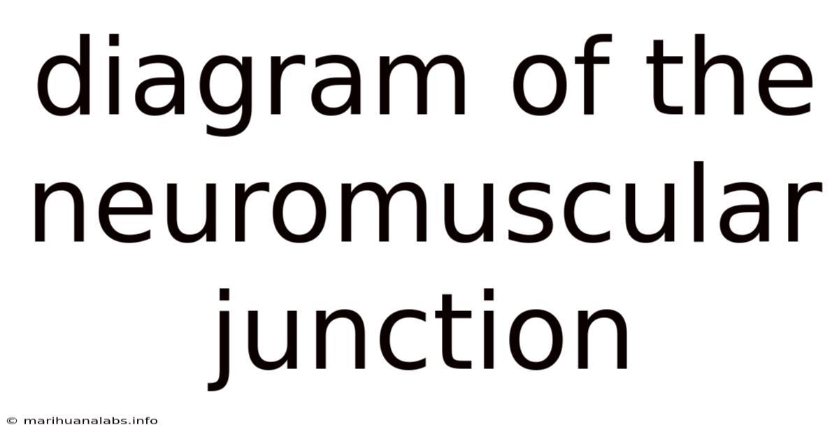 Diagram Of The Neuromuscular Junction