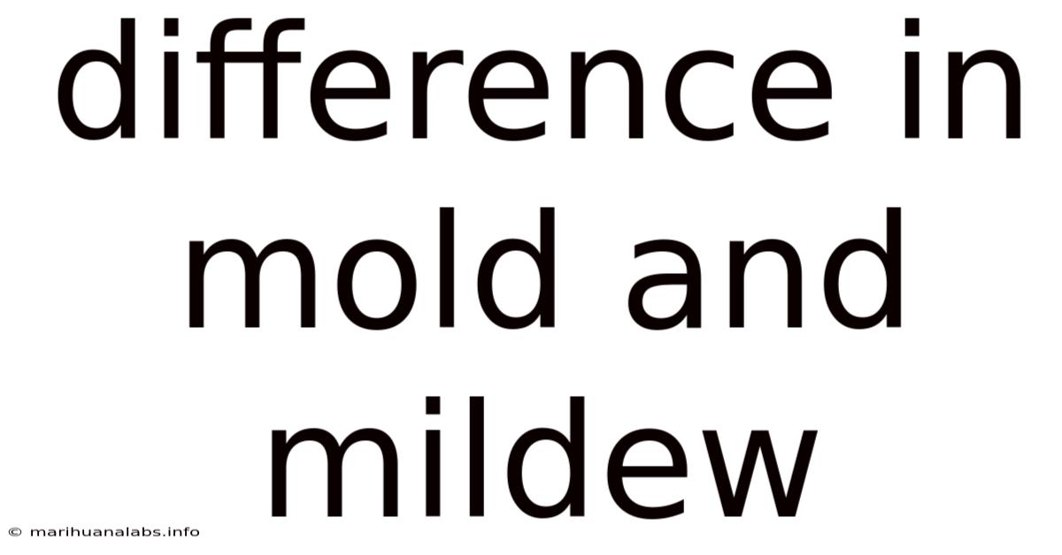 Difference In Mold And Mildew