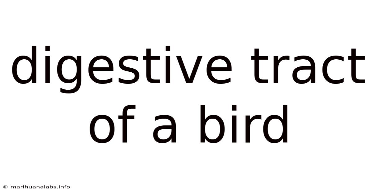 Digestive Tract Of A Bird