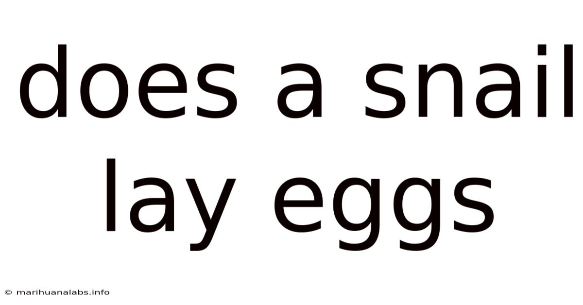 Does A Snail Lay Eggs