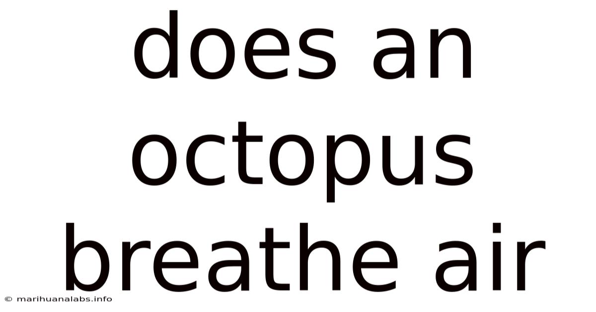 Does An Octopus Breathe Air