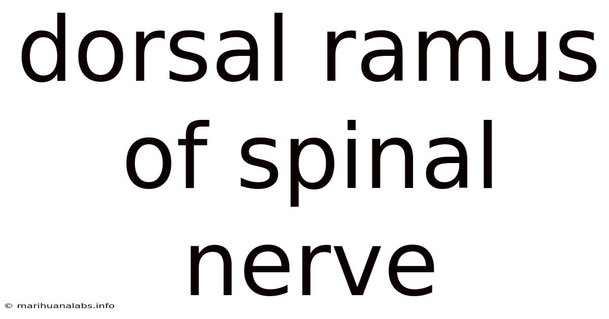 Dorsal Ramus Of Spinal Nerve