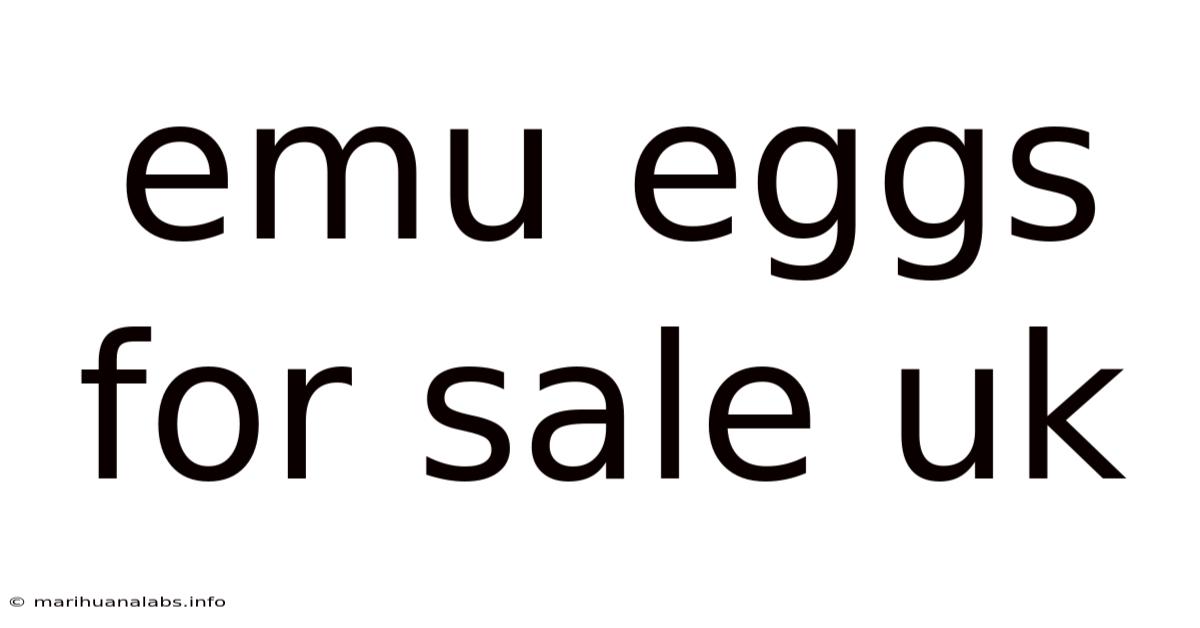Emu Eggs For Sale Uk