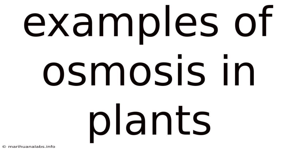 Examples Of Osmosis In Plants
