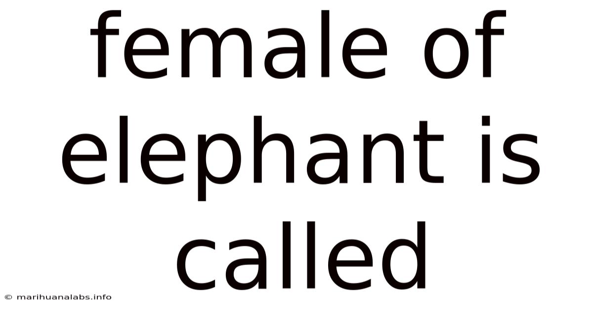 Female Of Elephant Is Called