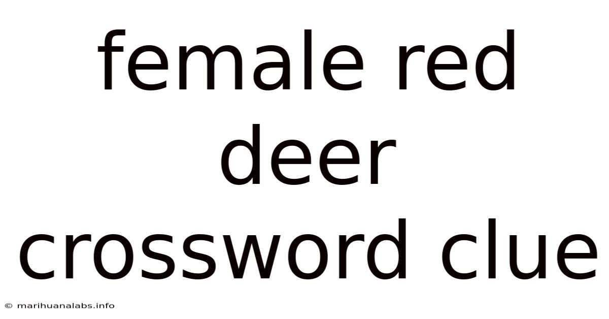 Female Red Deer Crossword Clue