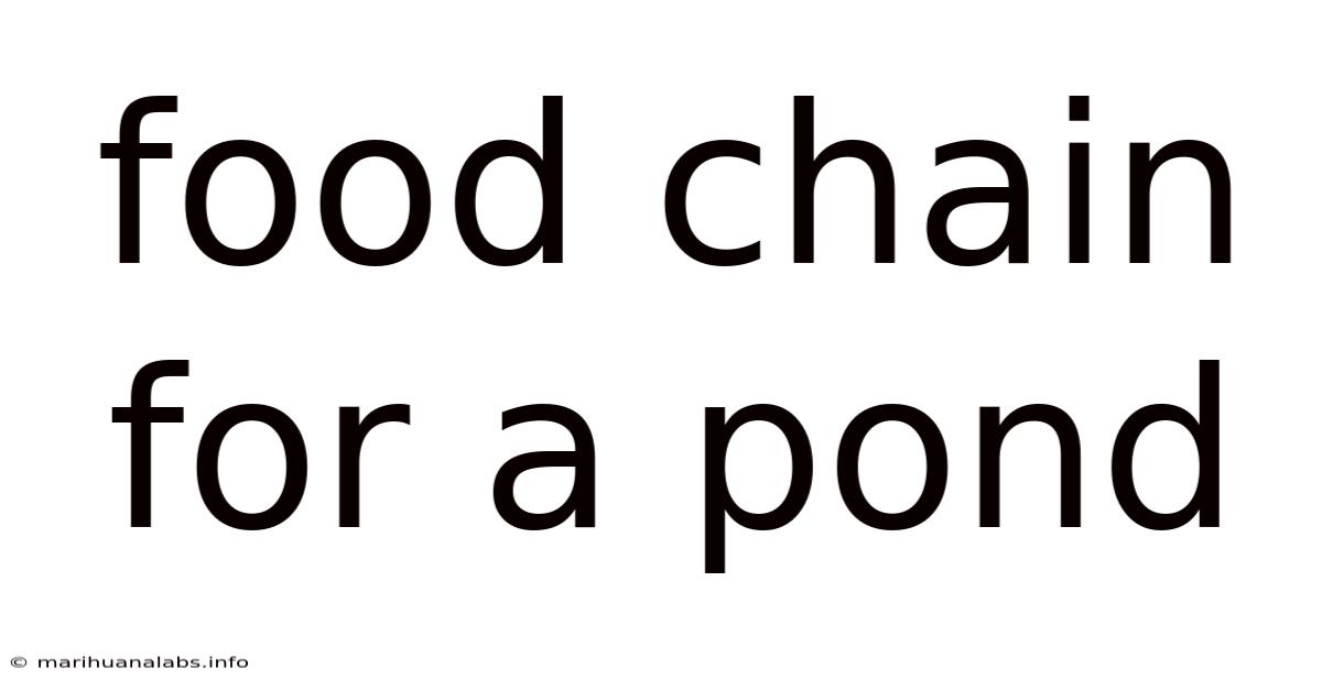 Food Chain For A Pond