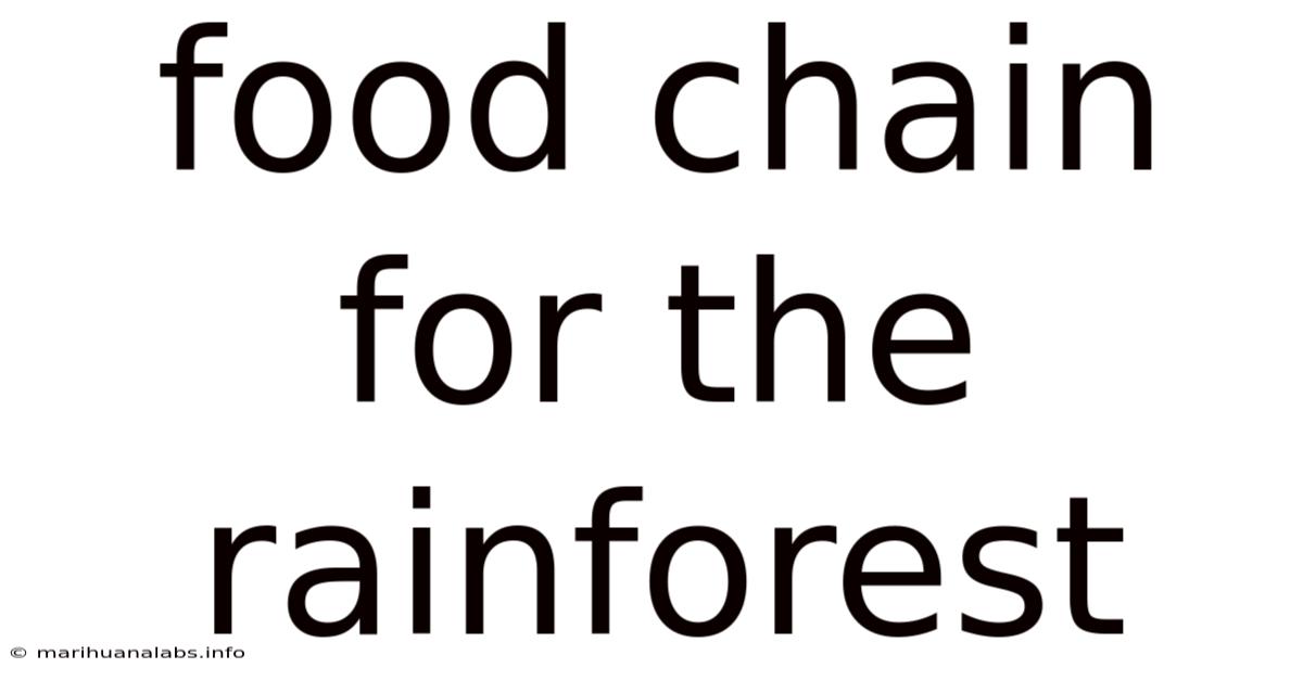 Food Chain For The Rainforest