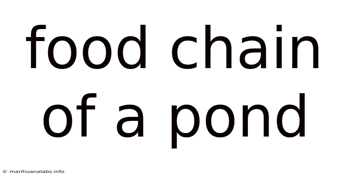 Food Chain Of A Pond