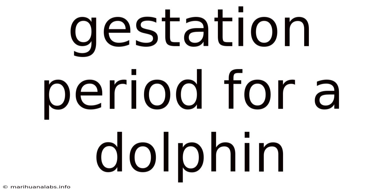 Gestation Period For A Dolphin