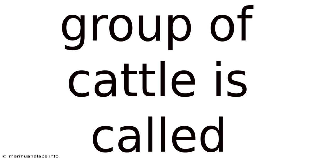 Group Of Cattle Is Called