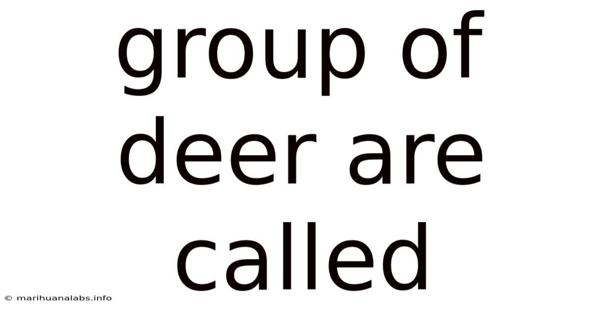 Group Of Deer Are Called