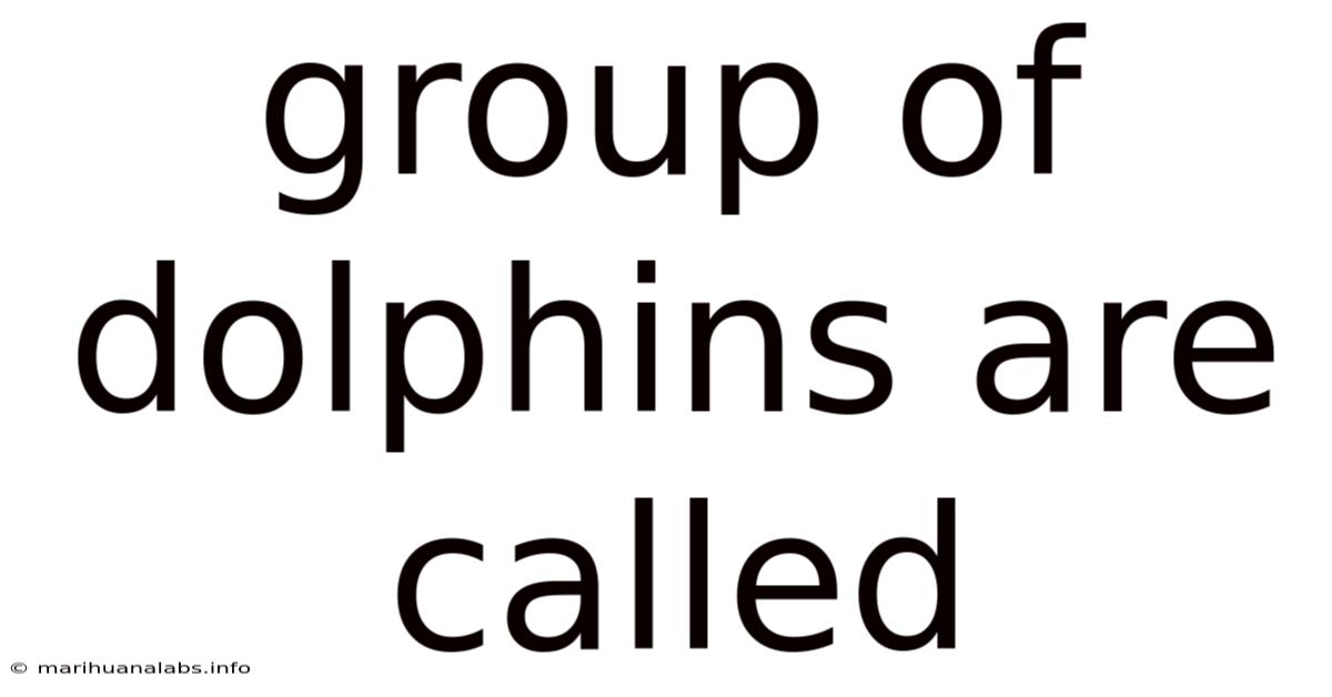 Group Of Dolphins Are Called