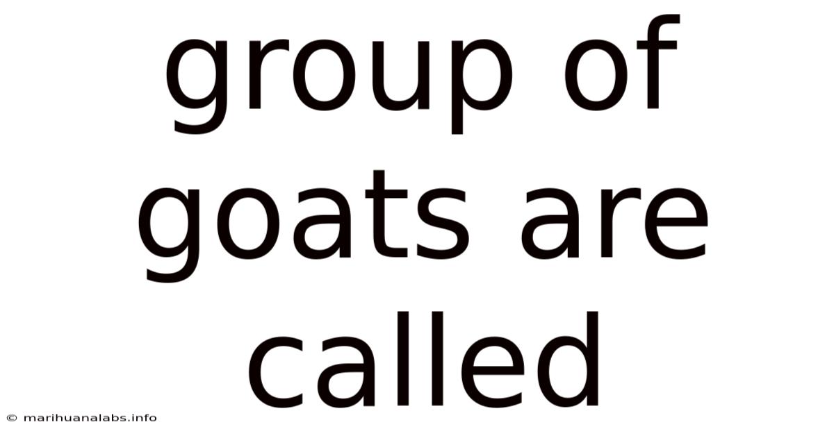 Group Of Goats Are Called