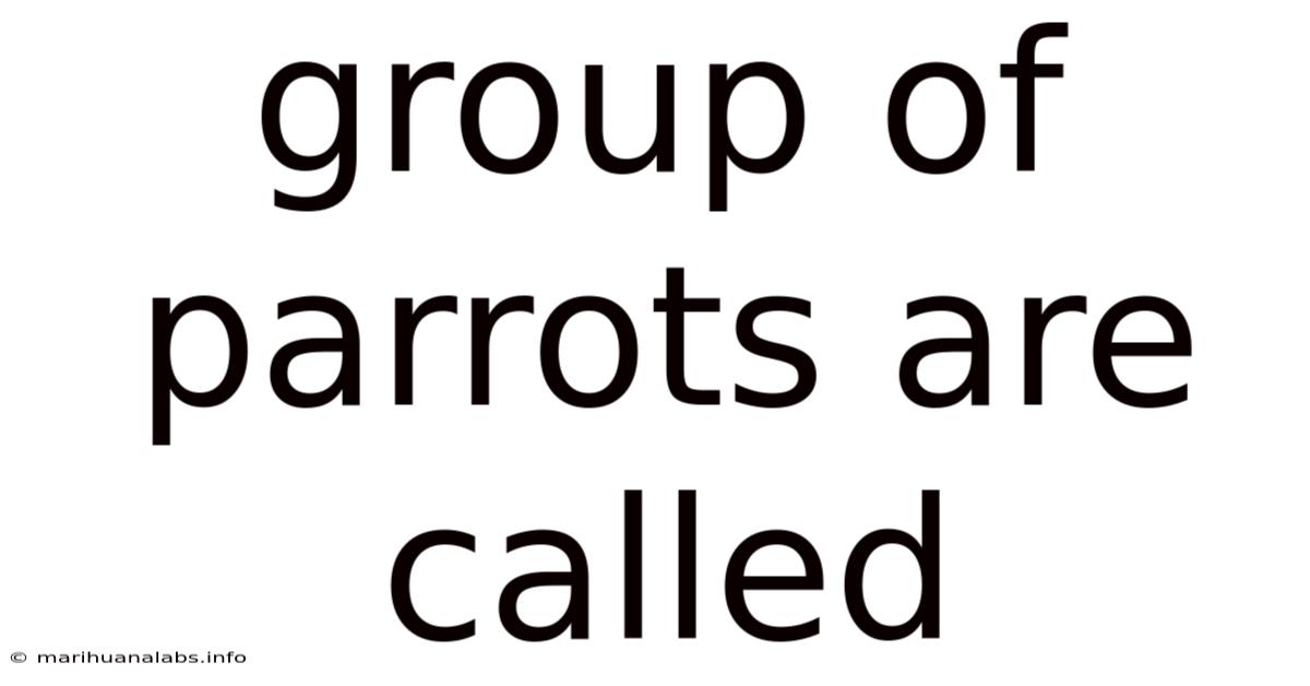 Group Of Parrots Are Called