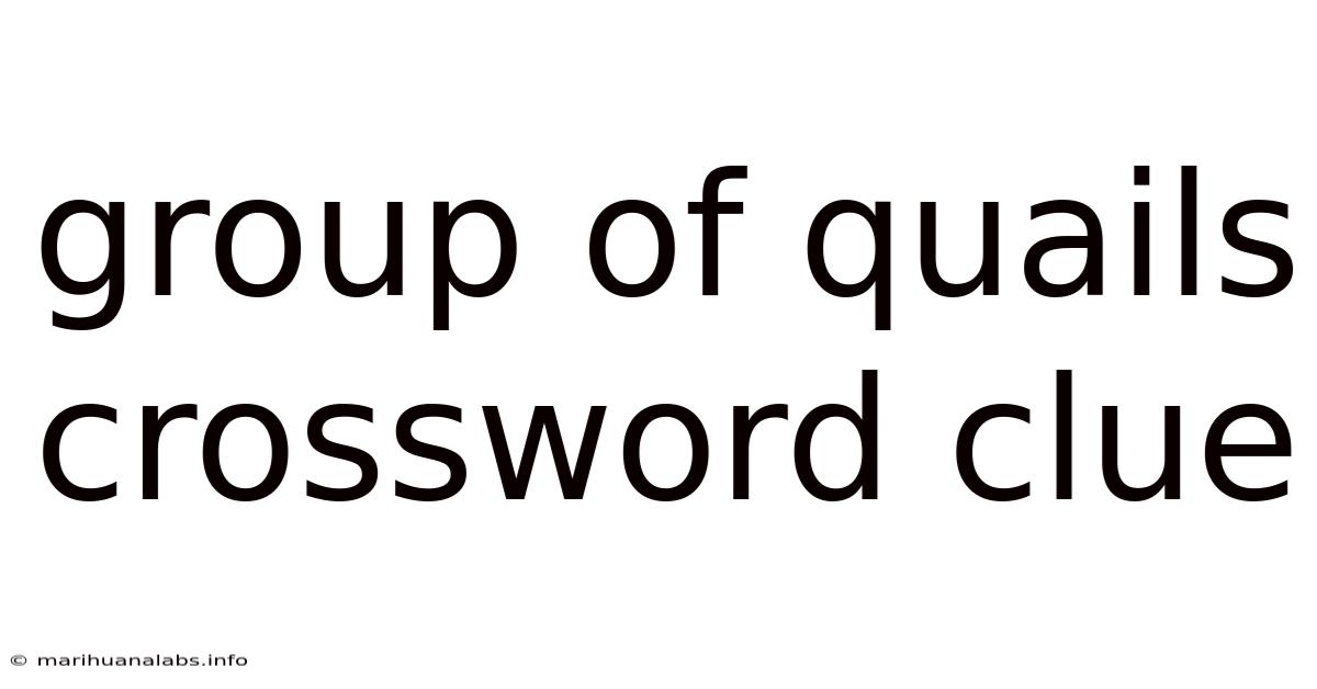 Group Of Quails Crossword Clue