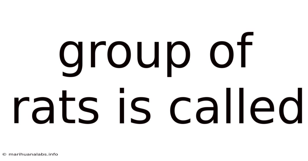 Group Of Rats Is Called