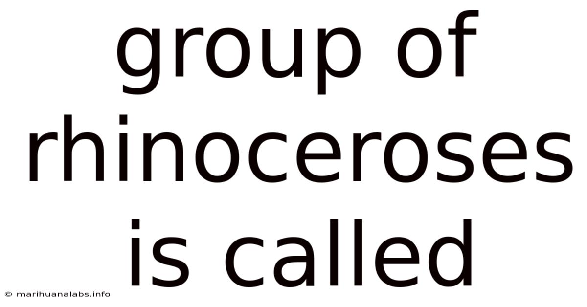 Group Of Rhinoceroses Is Called